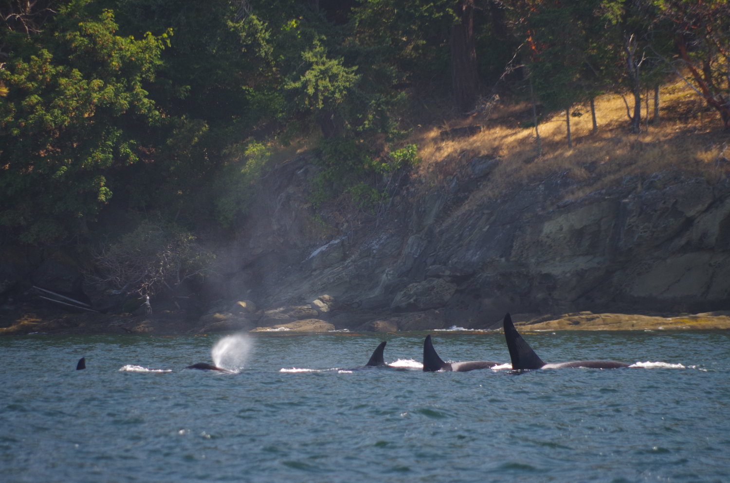 Southern Resident Killer Whales, San Juan Island, WA. Credit: Elizabeth Batt