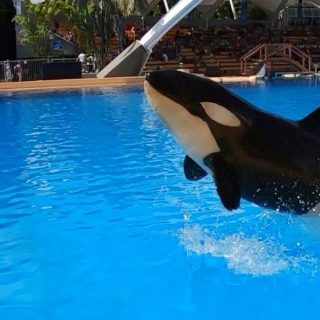 Ula, Loro Parque, Spain