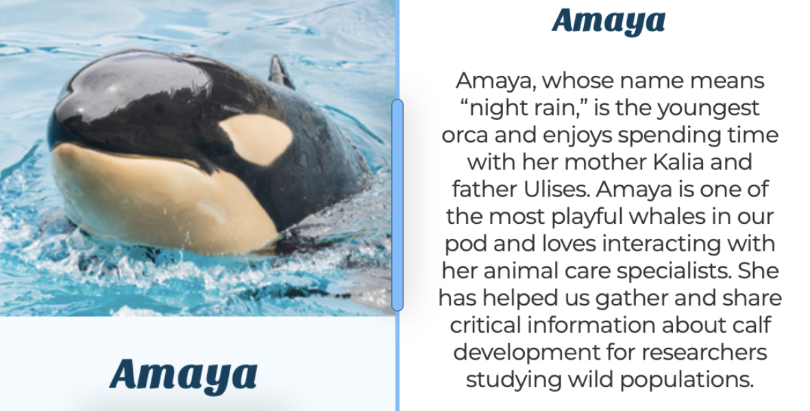Amaya, SeaWorld San Diego