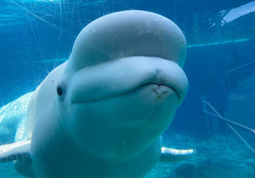 Juno the Beluga Whale at Mystic Aquarium. Credit: Licensed under the Creative Commons Attribution-Share Alike 4.0 International, Author: David Shankbone