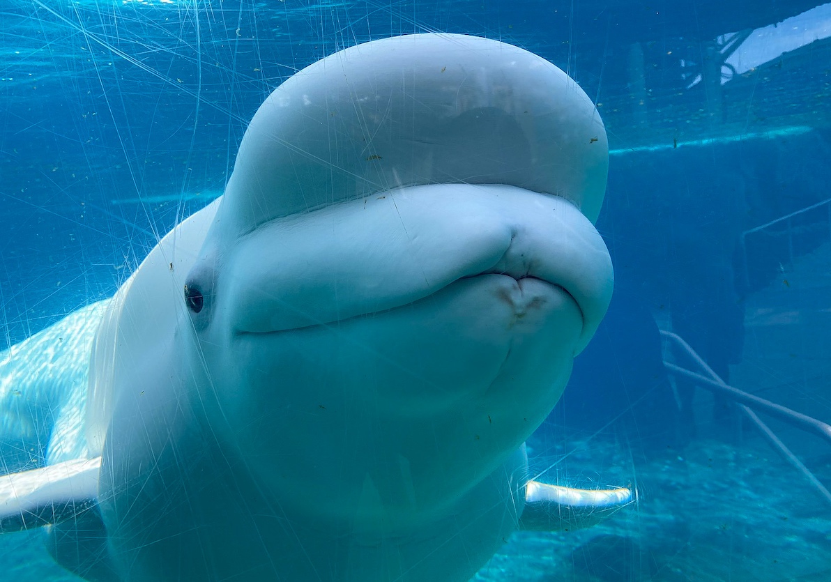 The Story of Beluga (Full Story) 