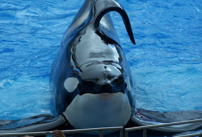 Captive orca at SeaWorld