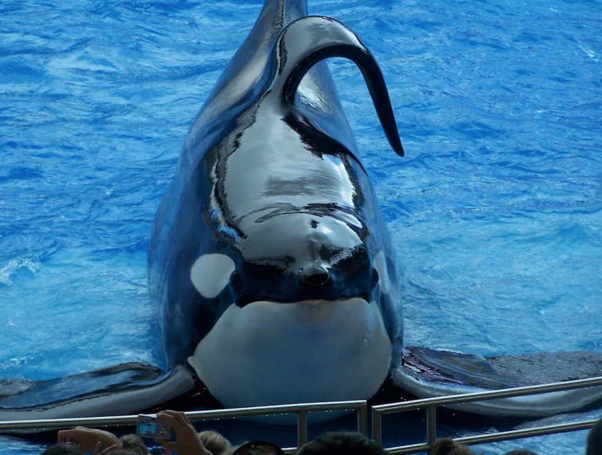 Captive orca at SeaWorld