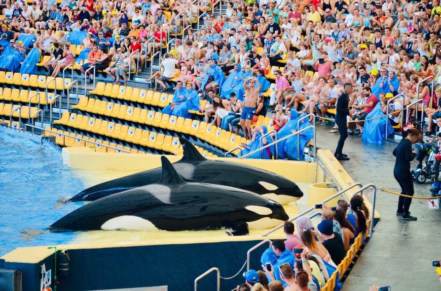 Kohana (in the front) and Skyla beach themselves during the loud orca show at Loro Parque in Tenerife, Spain. Born in February 2004 to captive-born Kalina and wild-caught Tilikum, Skyla was a two-year-old calf when SeaWorld separated her from her mother and shipped her off to Spain. Kohana, who was also fathered by Tilikum, was three and a half years old at the time. Both Kohana and Skyla grew up without the guidance of their mothers from a very young age and have been performing in shows at Loro Parque's concrete orca stadium for about fifteen years.