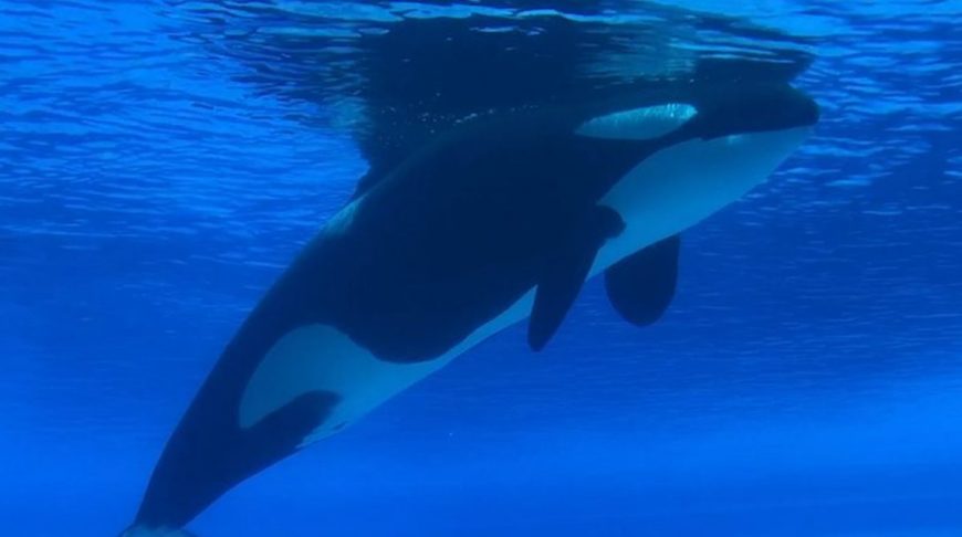 Kiska, Marineland, Niagara Falls