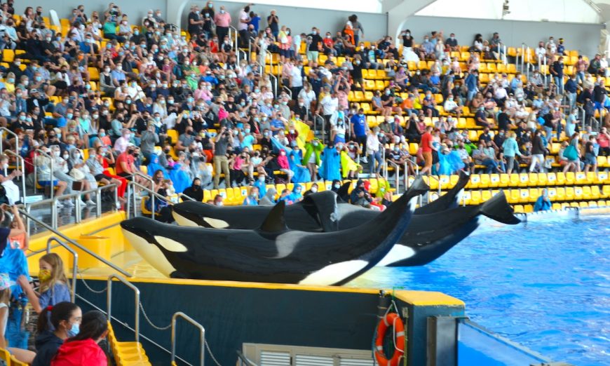 During shows at Loro Parque, orcas are repeatedly given the command to strand themselves on a concrete slide-out, something they obviously would never do in nature.