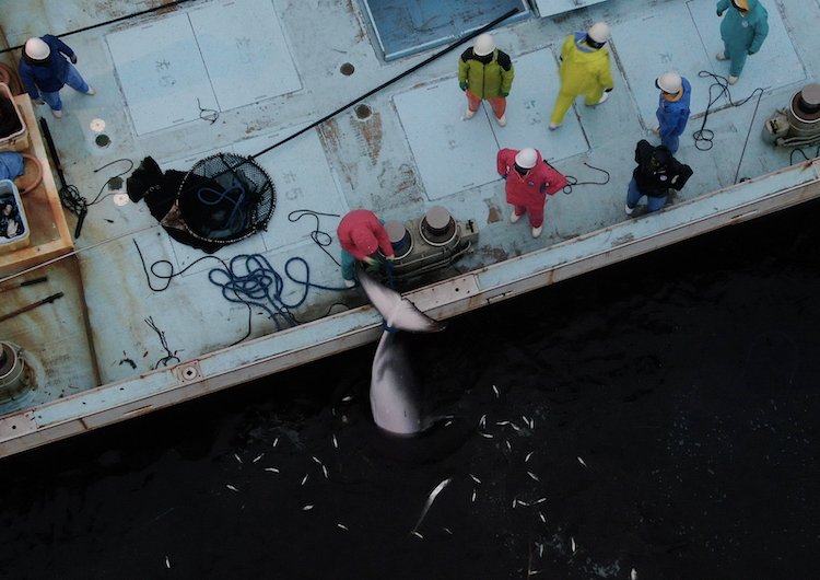 Minke whale is drowned in Taiji’s set nets