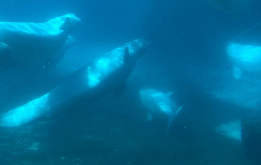 Third Marineland beluga that moved to U.S. aquarium dies