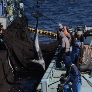Untold Suffering of Taiji’s Risso’s Dolphins