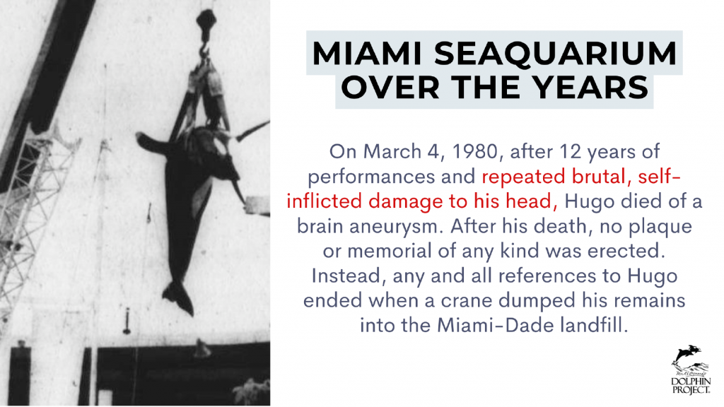 graphic with text on Hugo the orca's death at Miami Seaquarium