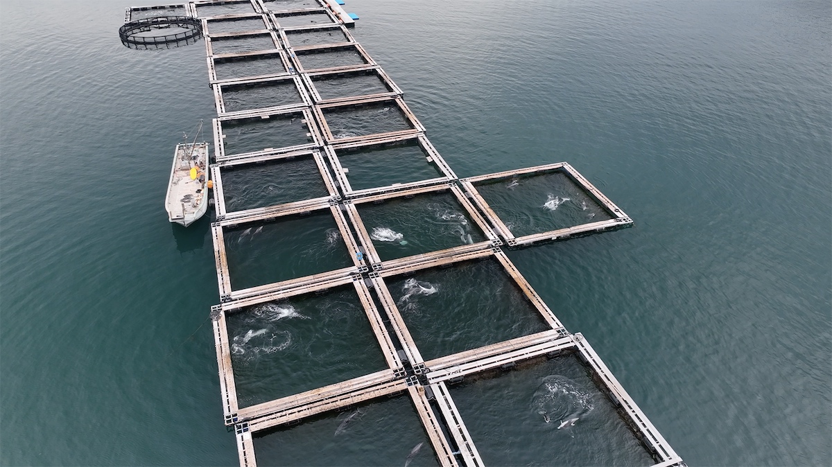 Taiji has amassed one of the largest collections of captive dolphins in the world