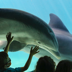 captive dolphins-300x300 copy captive dolphins kids against the glass