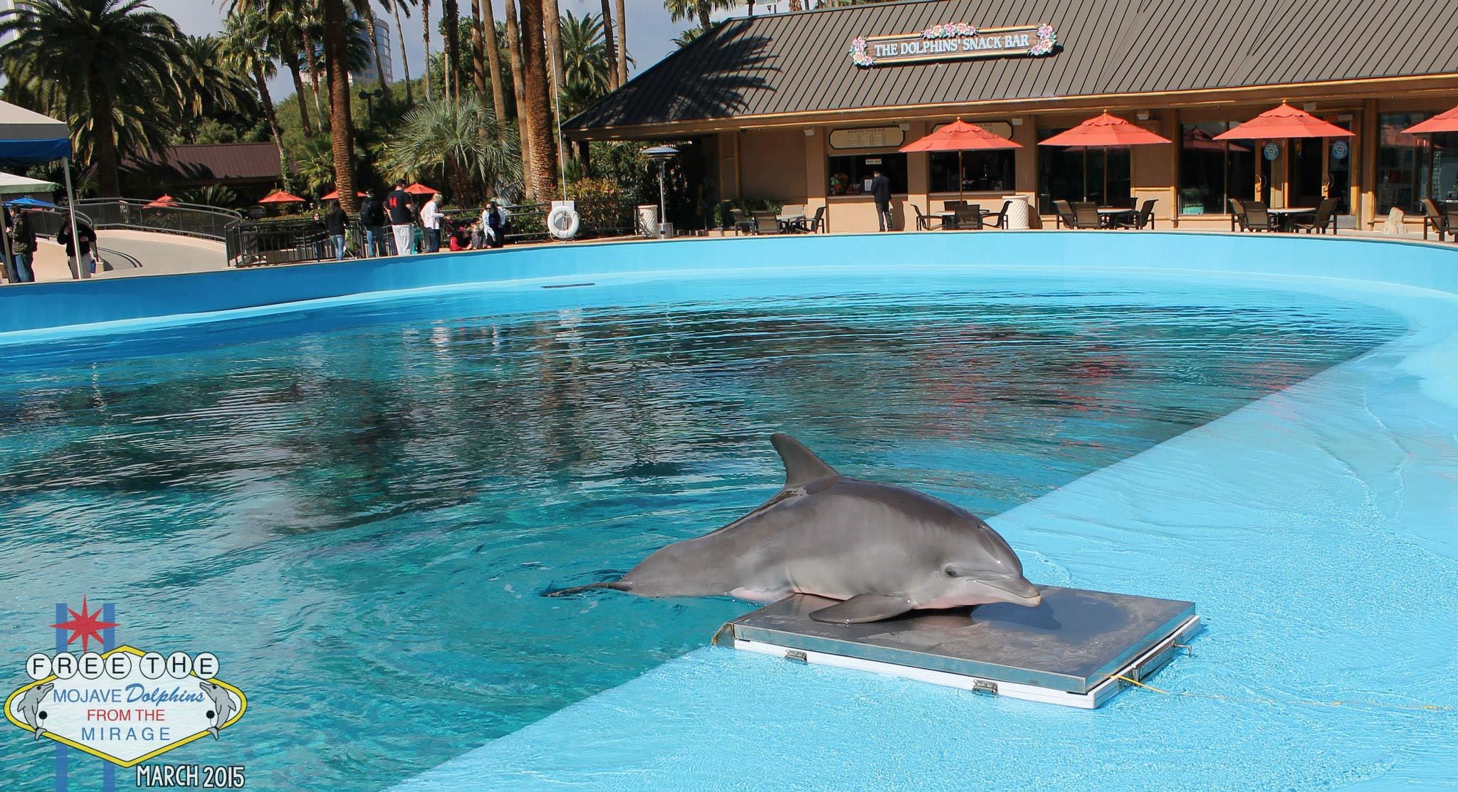Former Mirage dolphin dies at Virgin Islands facility