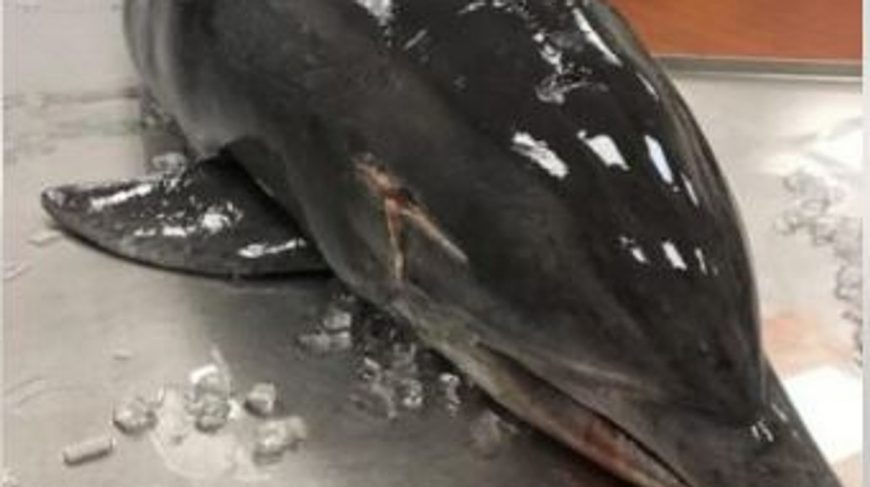 Impaled dolphin found dead on Fort Myers beach.
