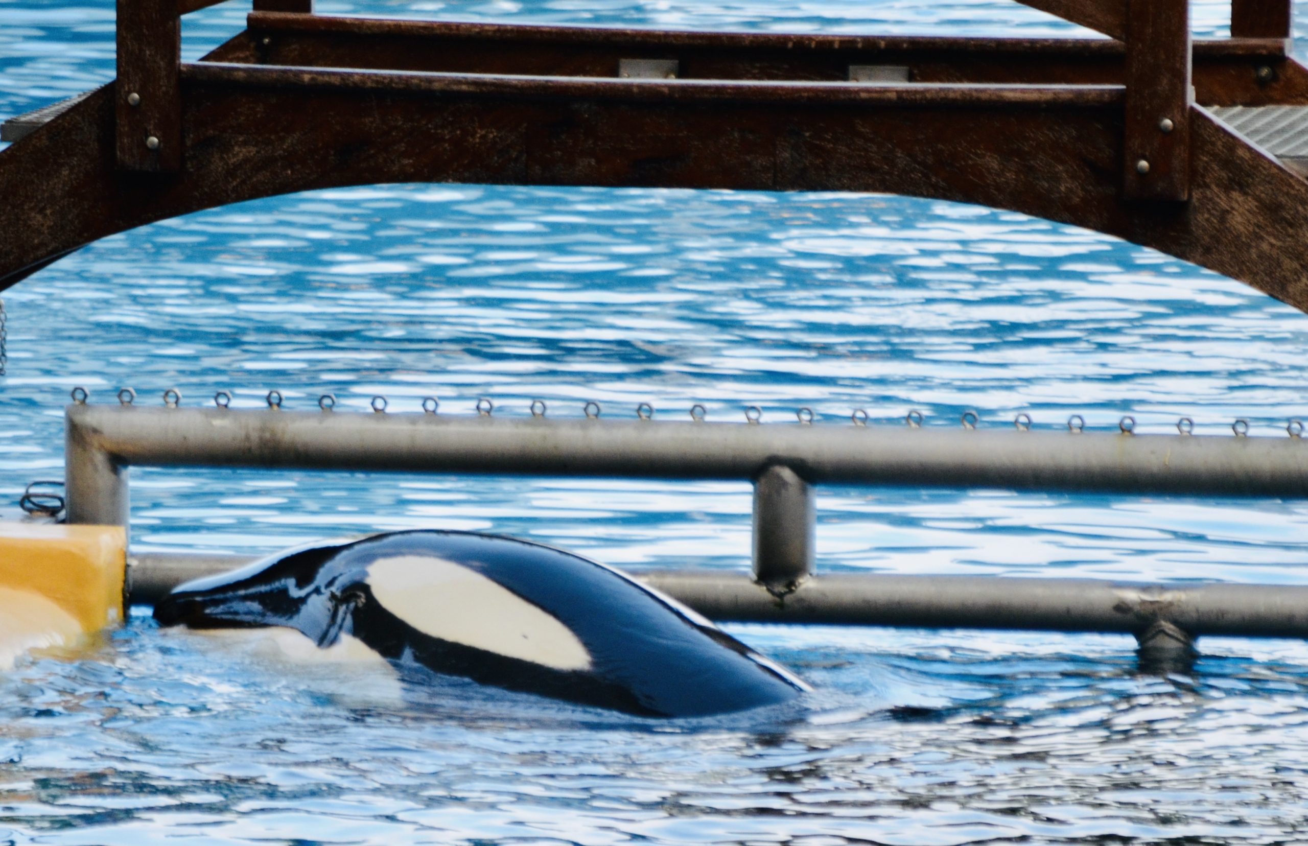 Caption: Morgan, who lost a daughter last year, spent a long time like this, logging on the surface of the water by the metal gate that leads from the show pool into one of the holding tanks in the back at Loro Parque's dreary orca stadium.