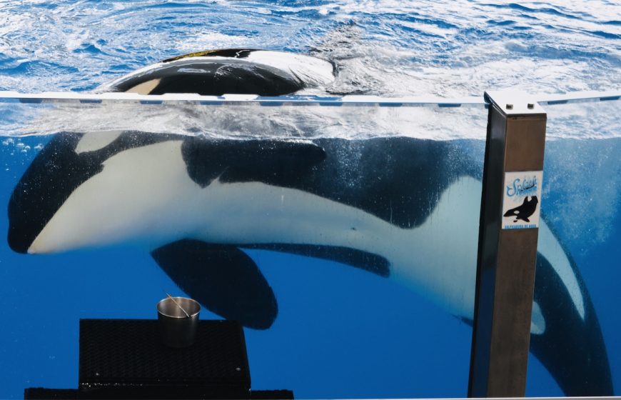 At Loro Parque, Morgan spends her days performing for crowds of mainly European tourists. Her attention remains fixated on the bucket of fish throughout most of the show, and trainers have successfully programmed her to perform abnormal behaviours in exchange for food rewards.