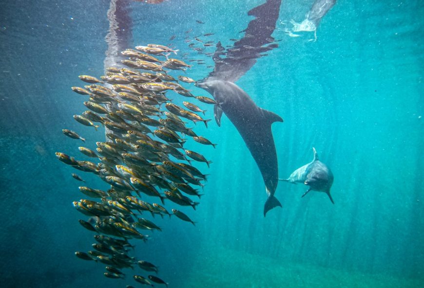 Johnny hunting live fish, Umah Lumba Center, Bali, Indonesia