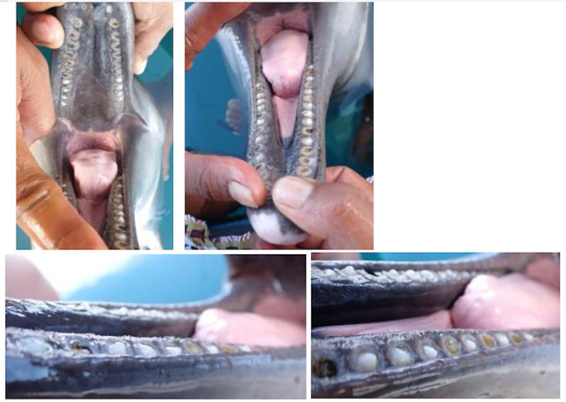 Johnny’s jaw after crown placement. Teeth with crowns are recognizable by their white color and protruding above the gum line, offering grasping power to the bite.
