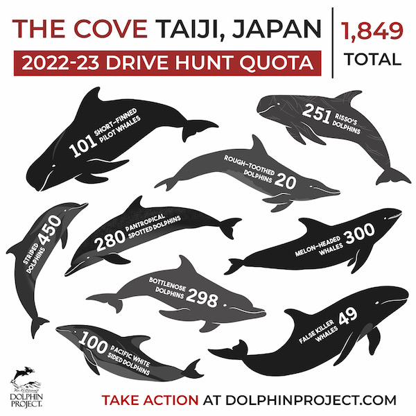 graphic depicting taiji dolphin drive hunt quota for 2022-2023