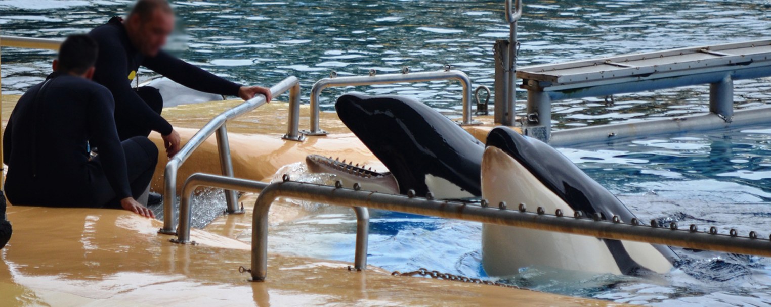 Sign the petition Ask TUI to stop selling tickets to Loro Parque Captive Orca and Dolphin Shows