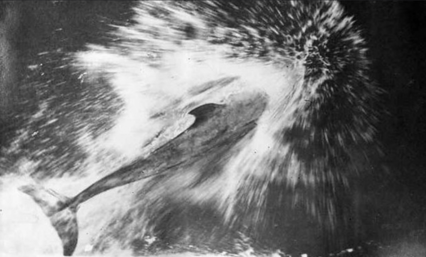 Pelorus Jack