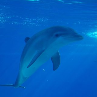Captive dolphin at The Mirage, Las Vegas