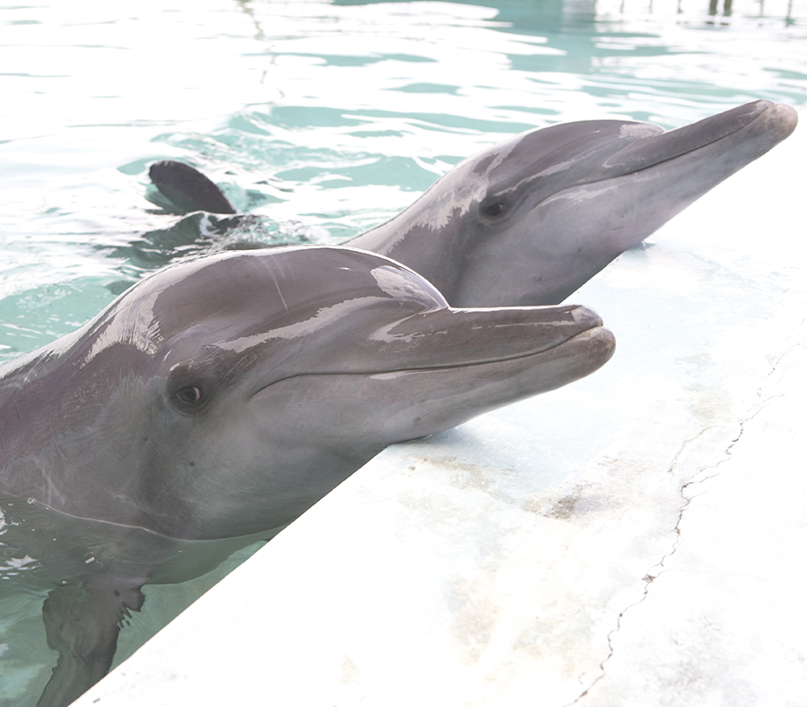 Captive dolphins in bali indonesia in a tank