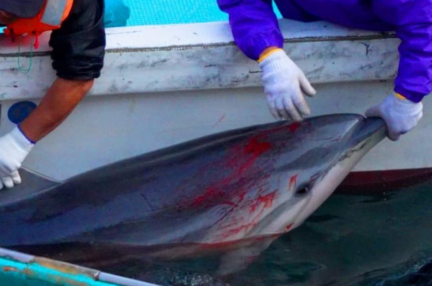 A pod of 28 striped dolphins was slaughtered in The Cove, Taiji, Japan