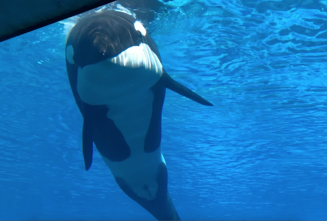 Kiska, Marineland, Niagara Falls