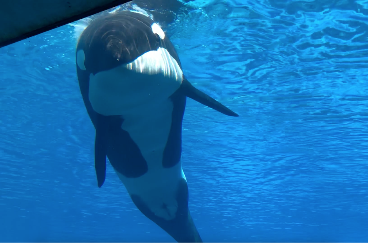 Kiska Dead at Marineland, Niagara Falls | Dolphin Project