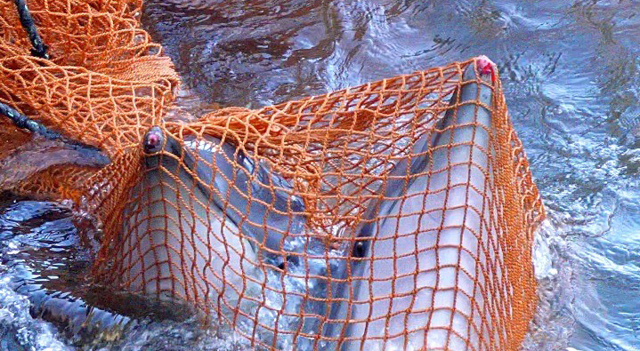 Panicked striped dolphins trapped in net before slaughter, Taiji, Japan
