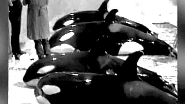 The last orca capture in Iceland took place in October 1989, after which the Icelandic Ministry of Fishery finally stopped issuing permits. This picture, which I believe was taken at Hafnarfjörður Aquarium, shows Ran, Ai, Tanouk and Sharkane as young calves shortly after their capture. Ran and Ai — both females— were sold to Nanki Shirahama Adventure World in Japan, while Tanouk— a male — and Sharkane — a female— were sold to Marineland d’Antibes in France. None of them are alive today.
