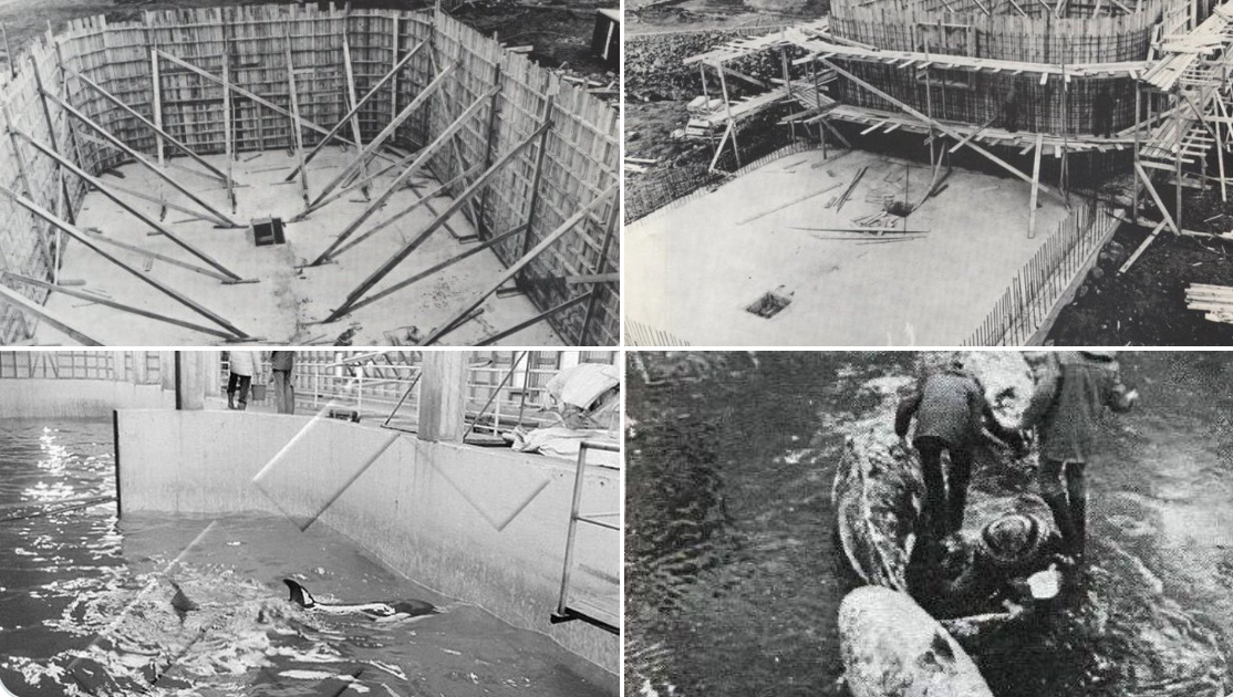 During the early years, newly captured orcas were stored in Grindavík harbor prior to being exported to whichever amusement park had placed an order. In 1979, this procedure changed, and until the trade in Icelandic orcas came to an end in January 1990, orcas were warehoused at Hafnarfjörður Aquarium until buyers had been identified and the paperwork processed. Tilikum, for example, spent 12 months at Hafnarfjörður Aquarium's holding pool before he was sent to the Canadian Sealand of the Pacific in November 1984.