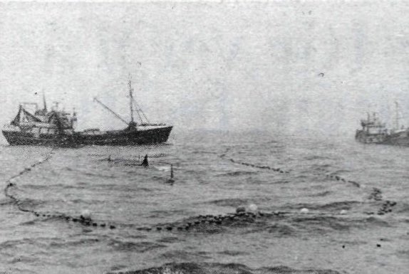 In Iceland, the capture of orcas was usually carried out in connection with fishing operations during the months of October and November. Pods of orcas were lured to the herring purse-seiner by releasing large amounts of left-over fish into the water. While the orcas were busy feeding, the capture team encircled them with a large net and picked the ones that could be easily sold to the entertainment industry. Aquarium owners wanted orcas that were small in size, and several of the calves that were hauled onboard were only between one and two years old, according to Sigurjónsson and Leatherwood