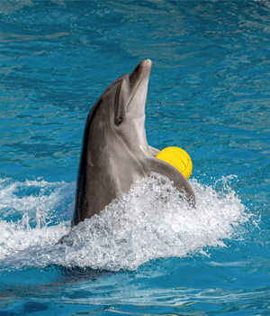 captive dolphin with ball