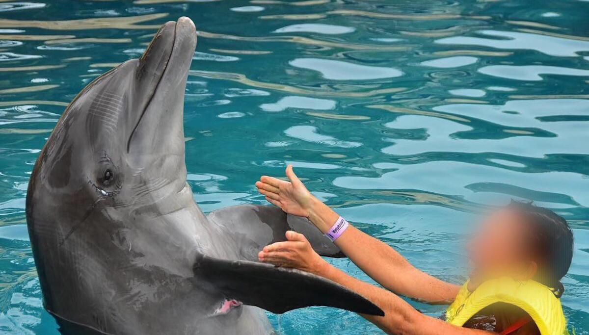 image of swim with dolphins facility where a person is swimming with an injured dolphin
