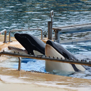 Travel cand captivity loro parque