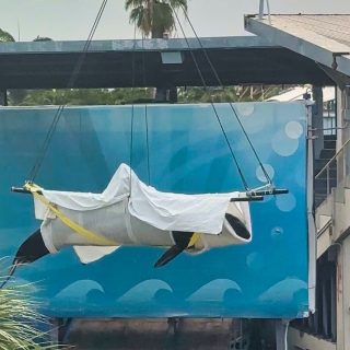 Until Lolita is Home, credit: Claire Beatrix Paris
