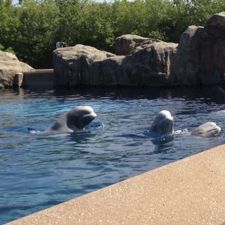 Beluga whales, Marineland of Canada