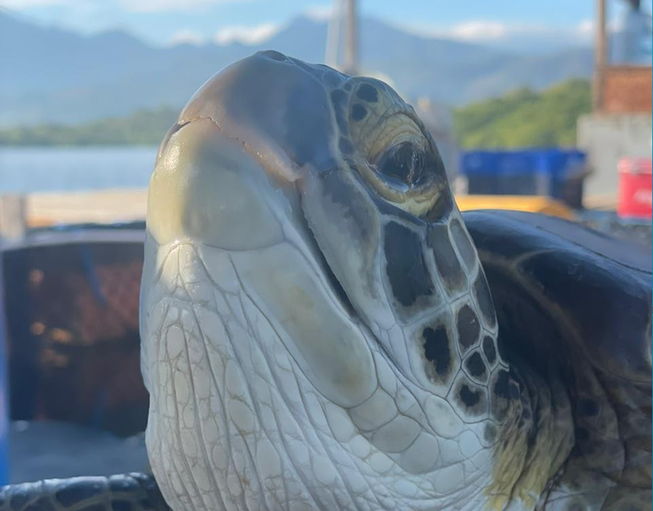 Adopt a Turtle - Coco