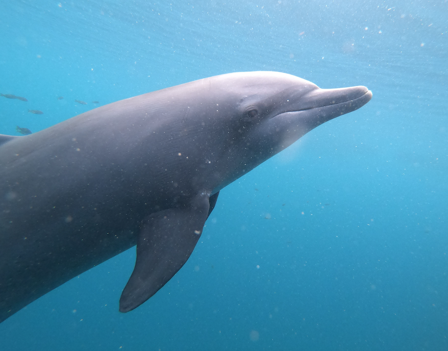 Rambo resized - Adopt a Dolphin