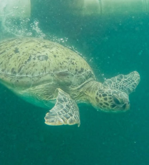 turtle hospital