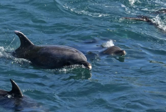 Nursery pod of bottlenose dolphins after being driven into the Cove, Taiji, Japan
