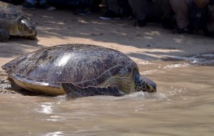 Release of green sea turtles, in collaboration with West Bali National Park and Bksda Bali. We were able to treat and release the these turtles which were confiscated from an illegal wildlife trade.