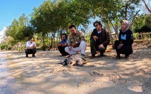 Gugun the Olive Ridley turtle released back into the ocean.