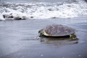 Bobby the green sea turtle released back into the ocean