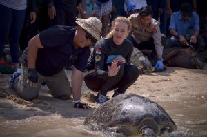 Release of green sea turtles, in collaboration with West Bali National Park and Bksda Bali. We were able to treat and release the these turtles which were confiscated from an illegal wildlife trade.