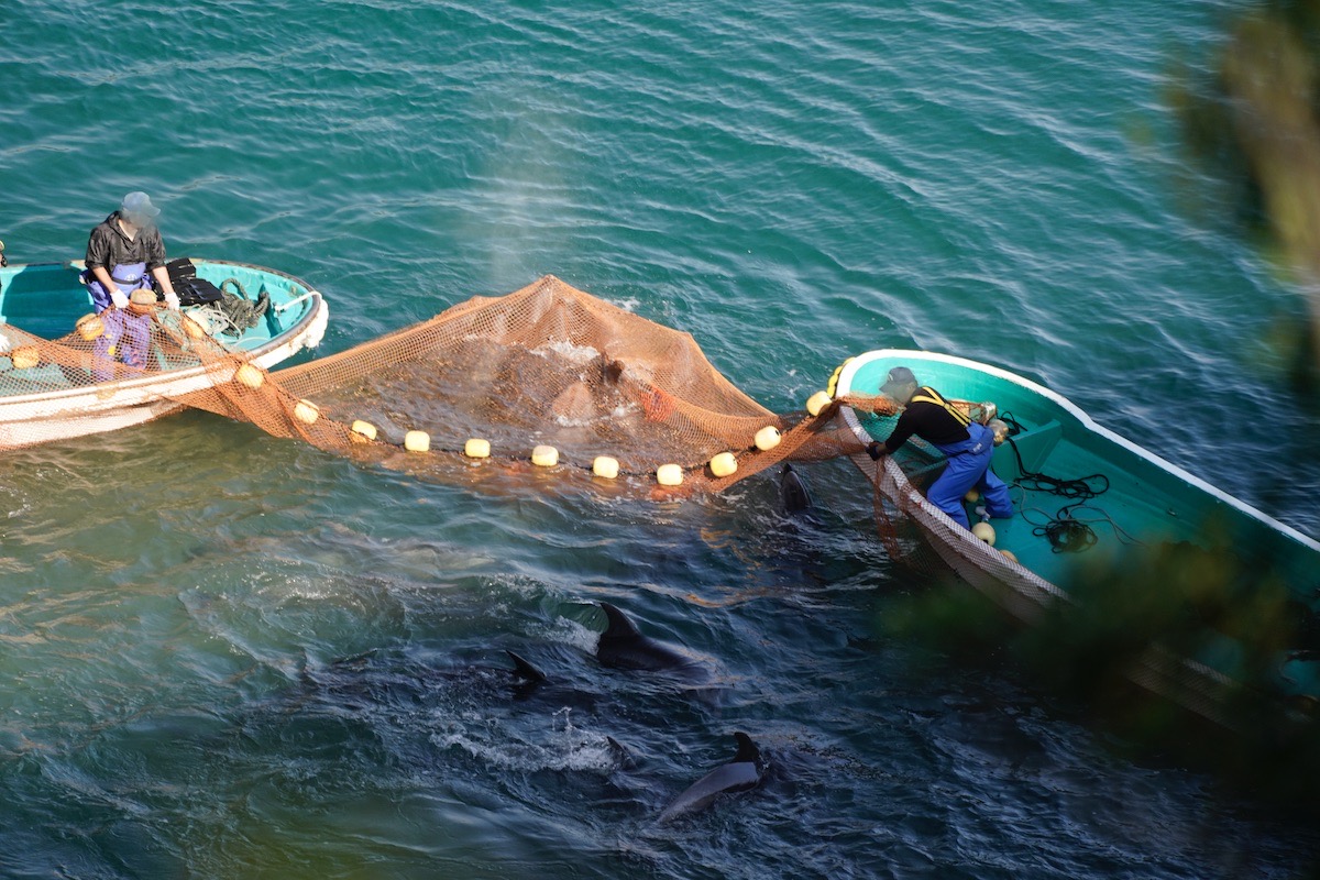 Bottlenose dolphins driven into the Cove, Taiji, Japan