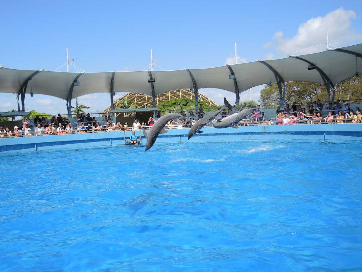 Performing dolphins at Miami Seaquarium
