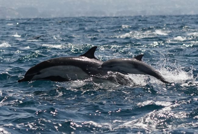 Common dolphin and calf swimming wild and free!